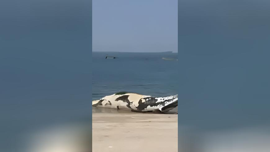 缅甸强震已致该国3301人死亡,澳门精准免费资料大全最新版本,国产化作答解释落实_内测版V8.56