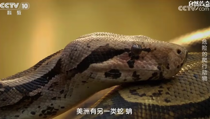 三肖必中特三肖三码官方下载地址,女子取170万装修房子银行立马报警,确保成语解释落实的问题_入门版V4.79